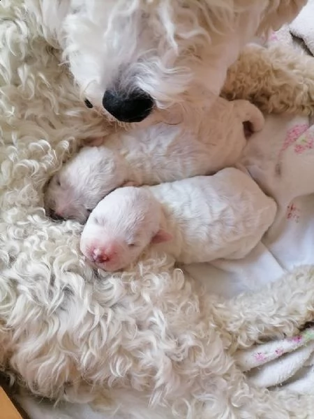 bichon frise cuccioli | Foto 5