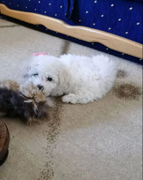 bichon frise cuccioli | Foto 4