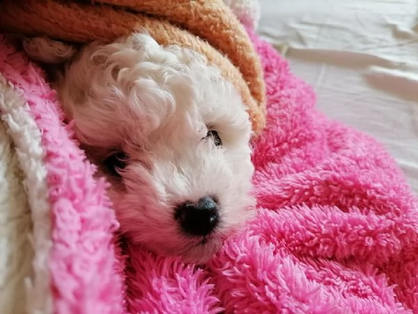 bichon frise cuccioli | Foto 3