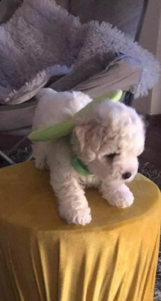 bichon frise cuccioli | Foto 2