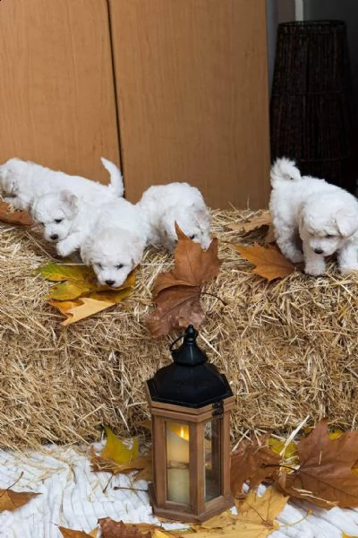 bichon frise cuccioli | Foto 1