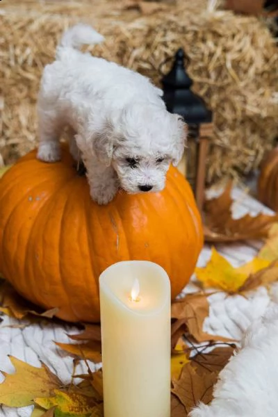 bichon frise cuccioli | Foto 0