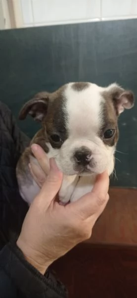 Boston terrier  | Foto 0