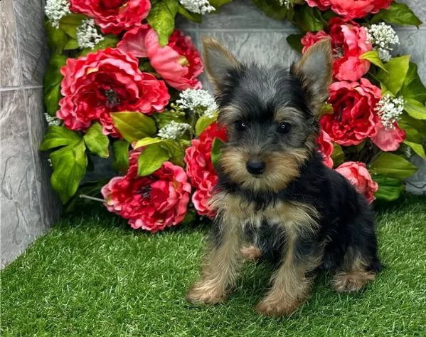 cuccioli di yorkie
