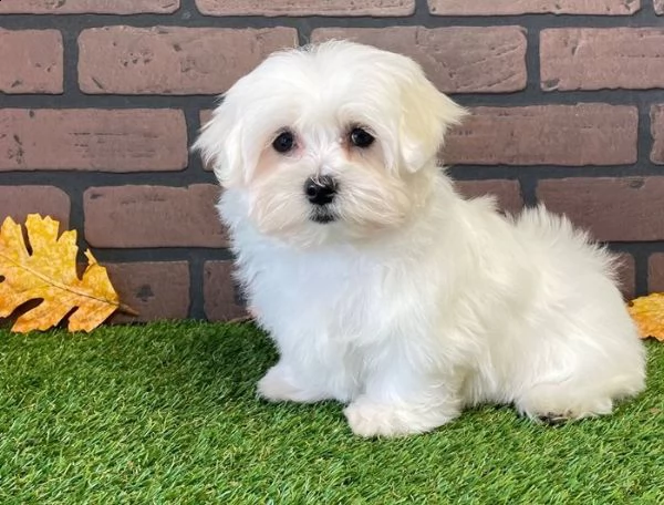 cuccioli maltesi
