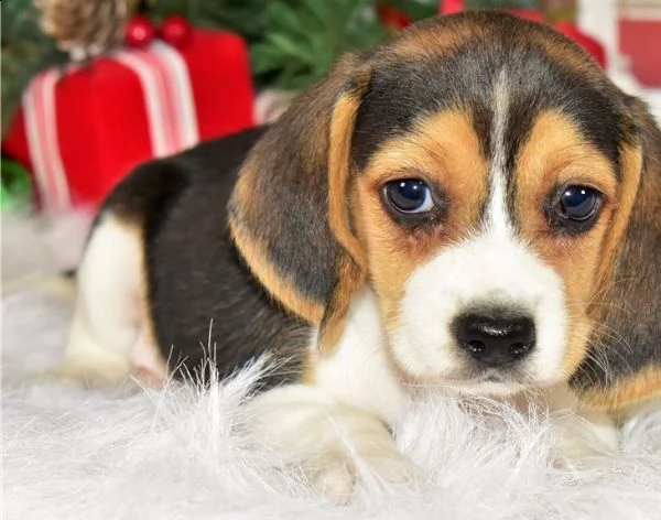 cuccioli di beagle