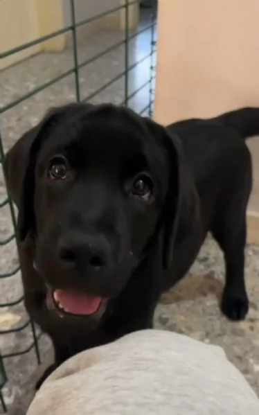 Cuccioli di labrador retriever neri 