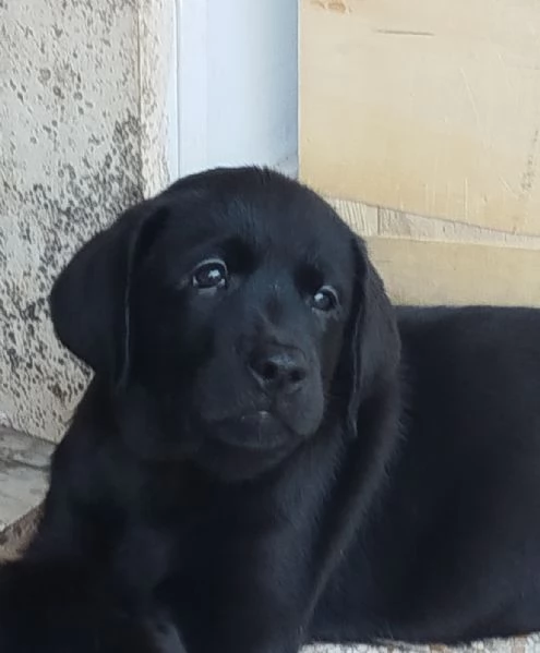 Cuccioli di labrador retriever neri  | Foto 5