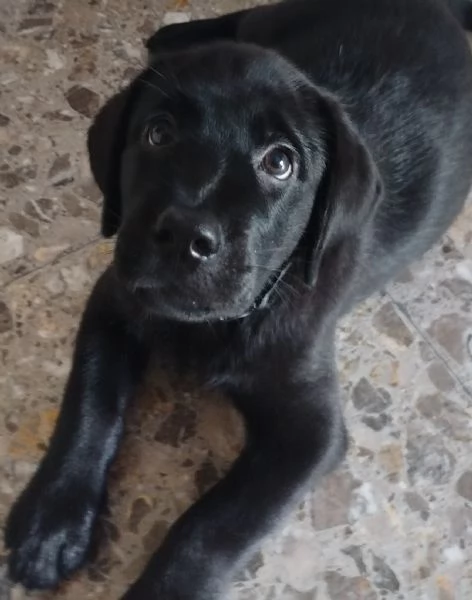 Cuccioli di labrador retriever neri  | Foto 4