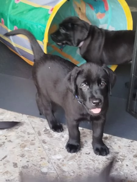 Cuccioli di labrador retriever neri  | Foto 3
