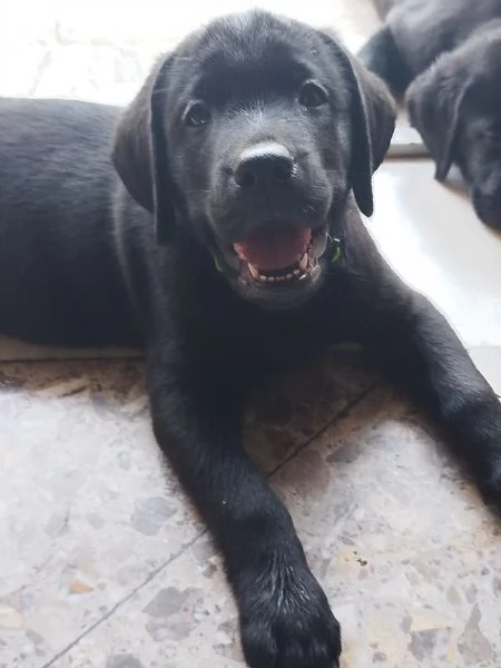 Cuccioli di labrador retriever neri  | Foto 2