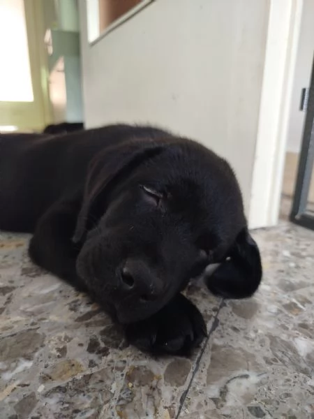 Cuccioli di labrador retriever neri  | Foto 1