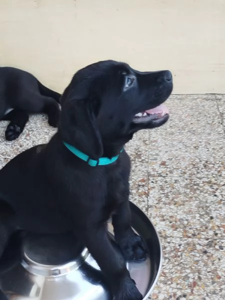 Cuccioli di labrador retriever neri  | Foto 0