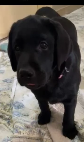 Cuccioli di labrador retriever neri  | Foto 0