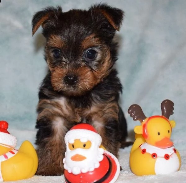   regalo yorkshire cuccioli meravigliosi ! 