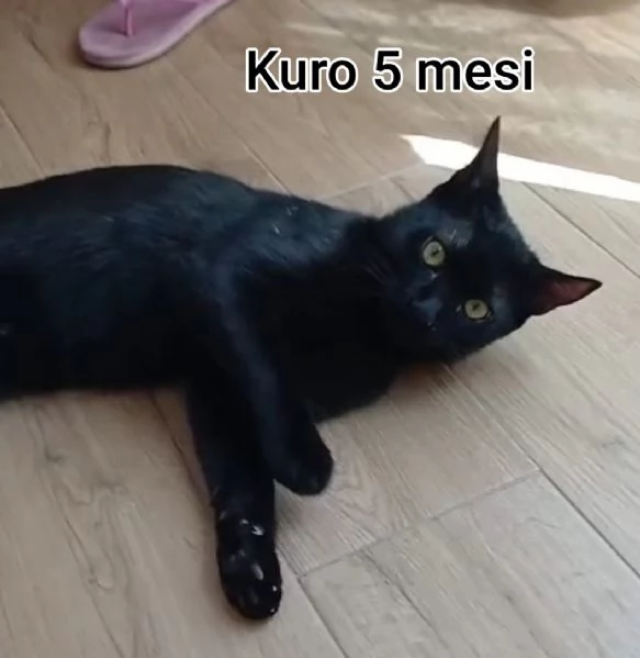 tanti gattini abbandonati | Foto 5