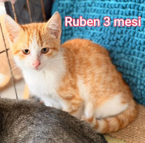 tanti gattini abbandonati | Foto 7