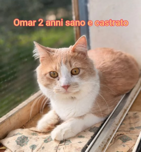 tanti gattini abbandonati | Foto 4