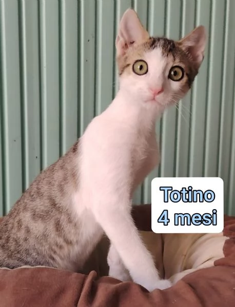 tanti gattini abbandonati | Foto 3