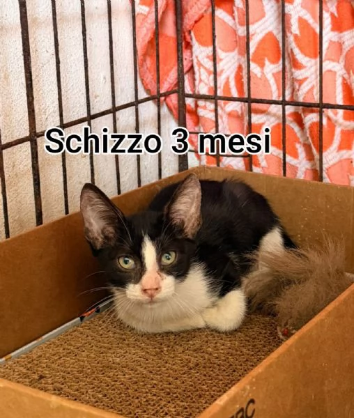 tanti gattini abbandonati | Foto 1