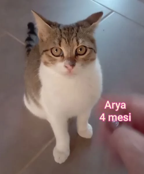 tanti gattini abbandonati | Foto 6