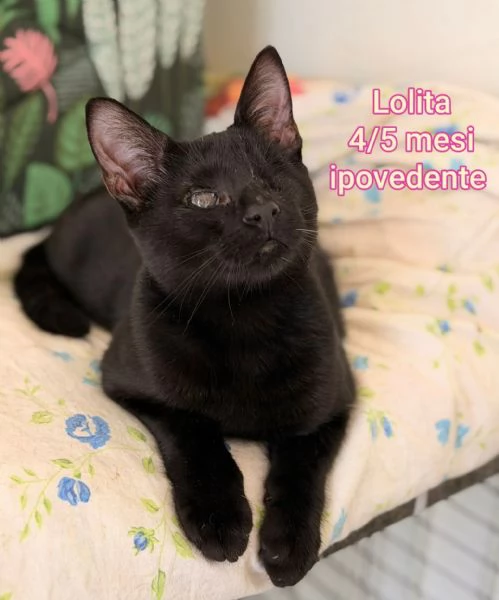 tanti gattini abbandonati | Foto 5