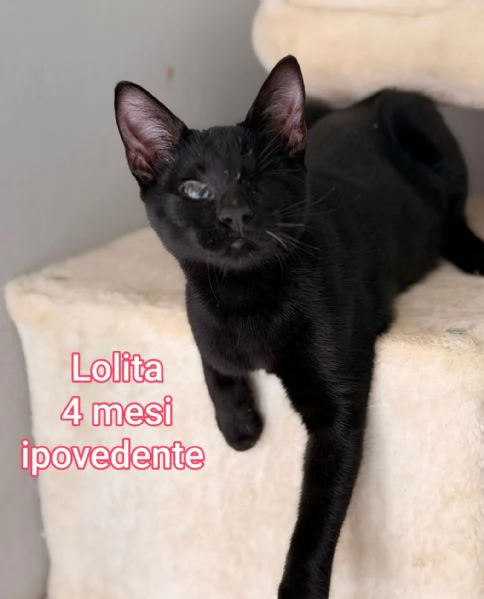 tanti gattini abbandonati | Foto 4