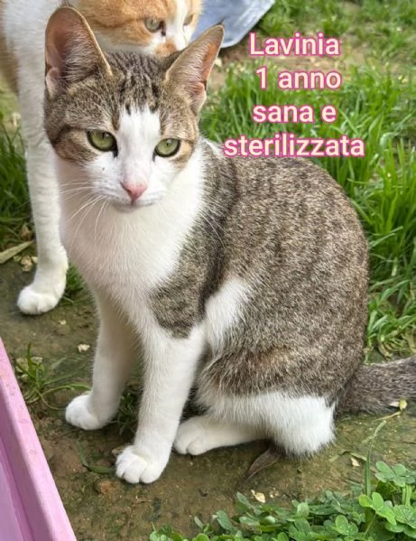 tanti gattini abbandonati | Foto 0