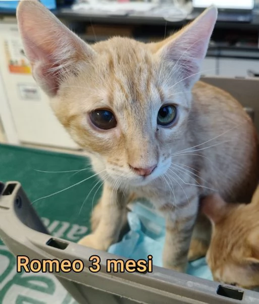 tanti gattini abbandonati