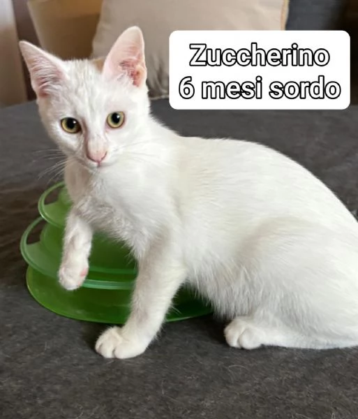 micini invisibili ed esclusi da chiunque | Foto 6