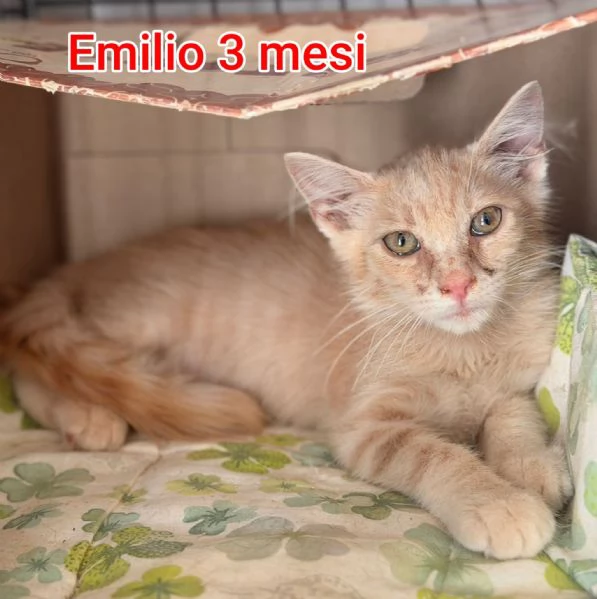 micini invisibili ed esclusi da chiunque | Foto 5