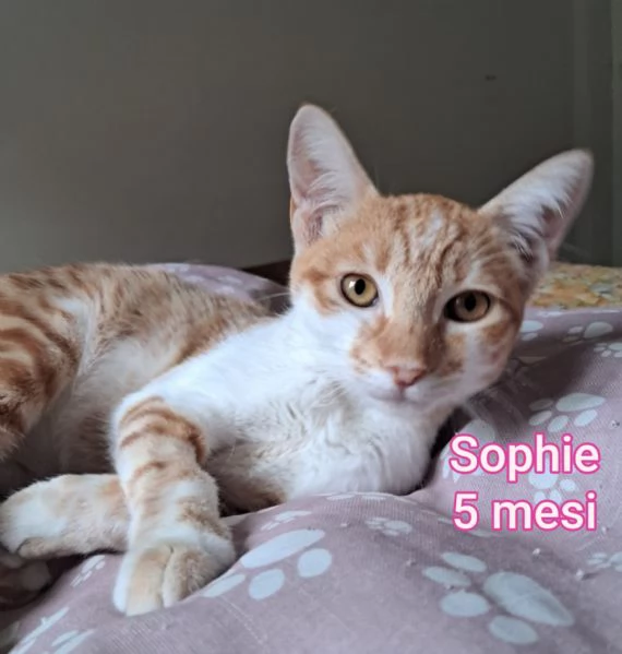 micini invisibili ed esclusi da chiunque | Foto 2