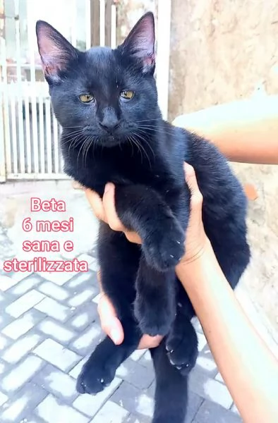 micini invisibili ed esclusi da chiunque | Foto 1