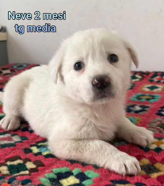 2 mesi. cuccioli in adozione  | Foto 6