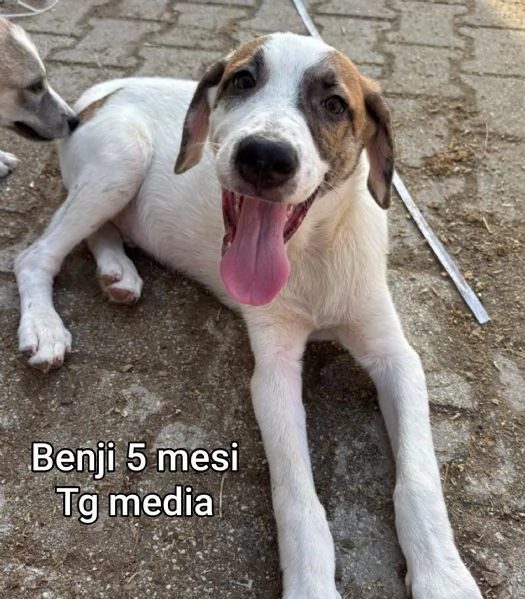 2 mesi. cuccioli in adozione  | Foto 6
