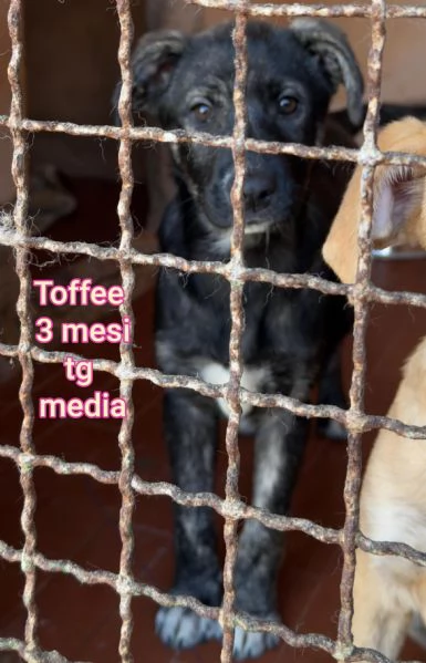 2 mesi. cuccioli in adozione  | Foto 5