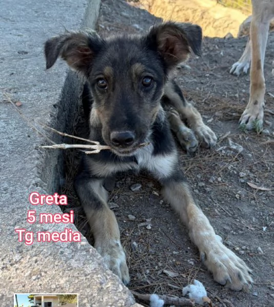 2 mesi. cuccioli in adozione  | Foto 5