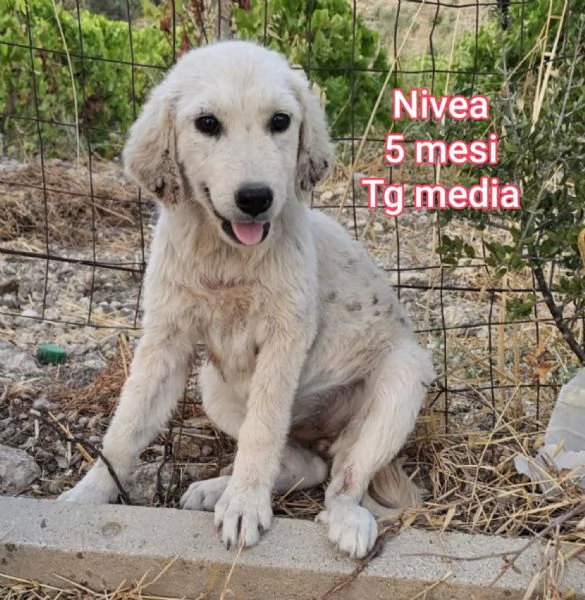 2 mesi. cuccioli in adozione  | Foto 4