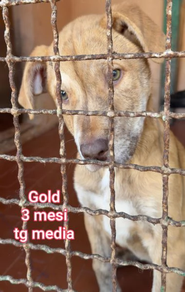 2 mesi. cuccioli in adozione  | Foto 4