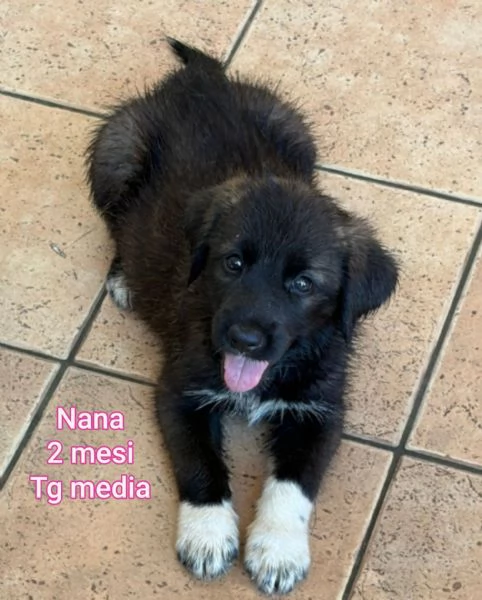 2 mesi. cuccioli in adozione  | Foto 3