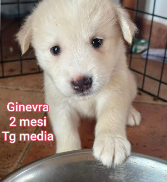 2 mesi. cuccioli in adozione  | Foto 2
