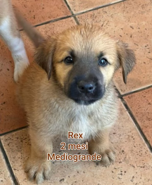 2 mesi. cuccioli in adozione  | Foto 1