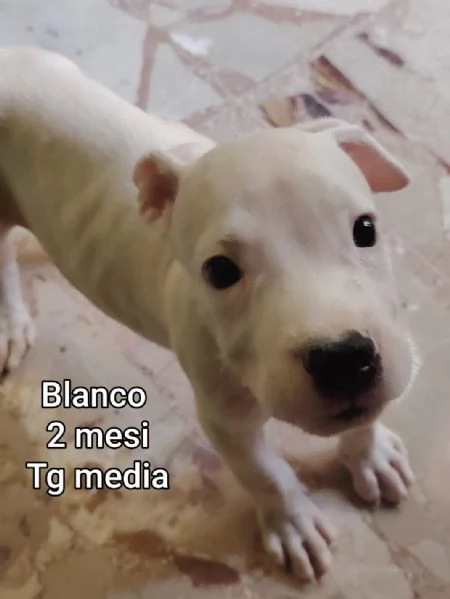 2 mesi. cuccioli in adozione  | Foto 0