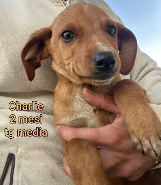 2 mesi. cuccioli in adozione  | Foto 3