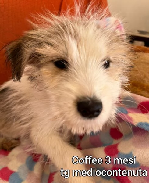 2 mesi. cuccioli in adozione  | Foto 2