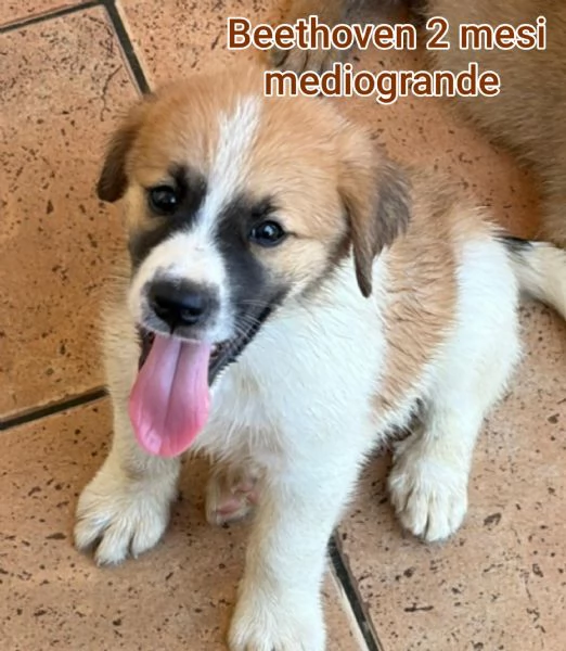 2 mesi. cuccioli in adozione 