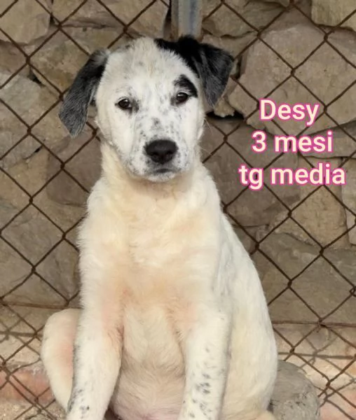 2 mesi. cuccioli in adozione  | Foto 1