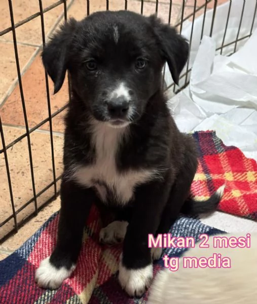 2 mesi. cuccioli in adozione  | Foto 0