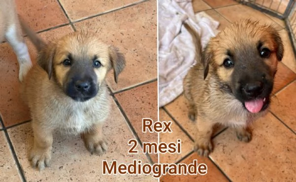ADOZIONI CUCCIOLI. NON LASCIATELI SOLI