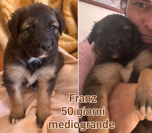 ADOZIONI CUCCIOLI. NON LASCIATELI SOLI